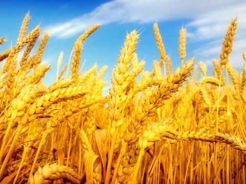 Ukraine erweitert Weizenexport