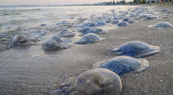 Азовське море заполонили медузи. Чим спричинене таке нашестя?