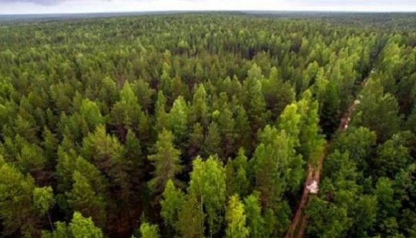  За двісті років лісовий покрив України зменшився втричі. Експерт про те чи врятує програма Зеленського ліси України?