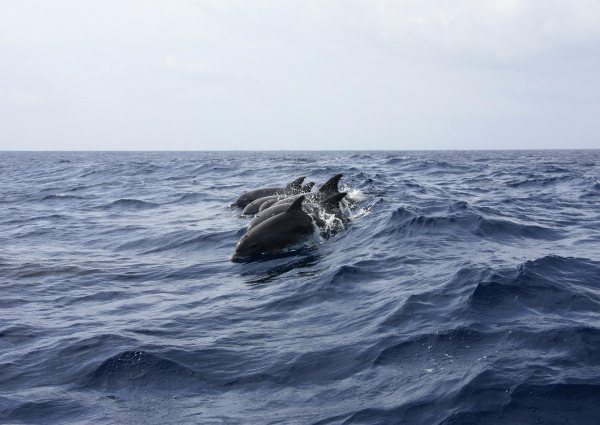 "Через війну в Чорному морі загинуло не менше п’яти тисяч дельфінів", — біолог 