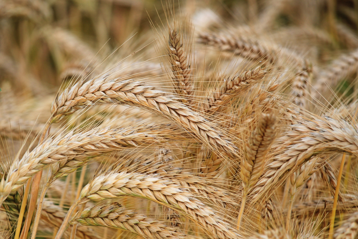 "Продовольчої кризи не буде": що відбувається з аграрним експортом України?