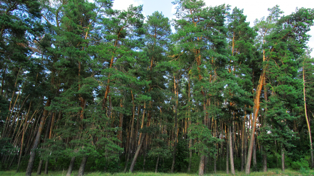 За час війни в Україні пошкоджено понад 3 мільйони гектарів лісу — Міндовкілля